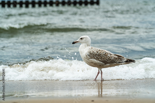 Seagull on the seashore, behind a dark green wave of sea water. © Peter