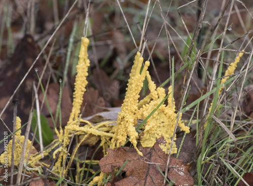 Leocarpus fragilis insect egg slime mold are yellow or orange organisms with the appearance of mucus or small balls that look like insect eggs photo