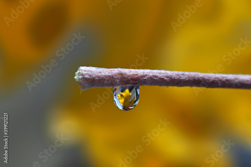Stem of a leaf with a raindrop, where a yellow leaf is reflected