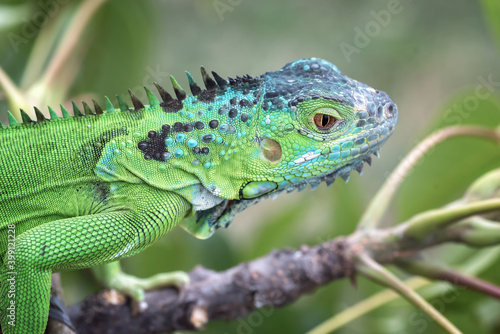 Portrait of a green iguana in bright colors