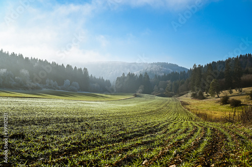 Scenic winter landscape with a field in the front and forest in the background under a clear blue sky. Over the forest moving fog is illuminated by the sunlight.