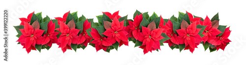 Banner. Garland of poinsettia flowers on a white isolated background. Christmas decoration.