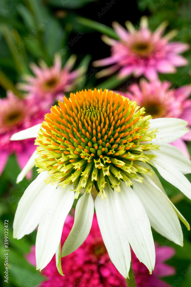 White echinacea with a blurry green background and pink echinacea. Macro. White echinacea with a blurry green background and pink echinacea. Macro.