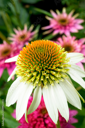 White echinacea with a blurry green background and pink echinacea. Macro.