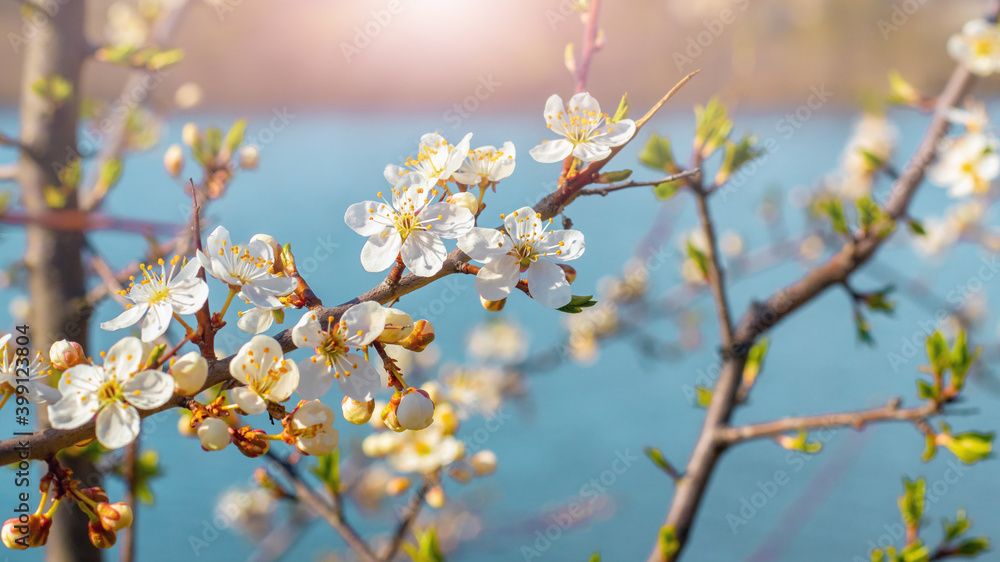 Spring background, flowering trees. Plum flowers on a tree in sunny weather Spring background, flowering trees. Plum flowers on a tree in sunny weather