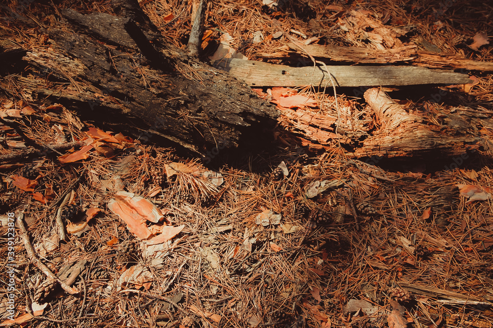 Fototapeta premium rotten bark and dry pine branches lie on the needles