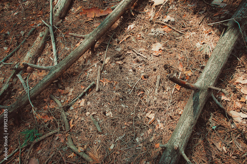 rotten bark and dry pine branches lie on the needles