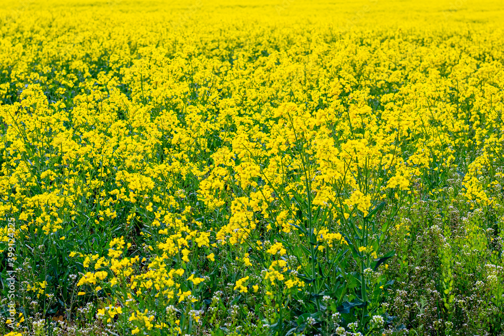 Yellow rapeseed field, rapeseed blossom, spring background