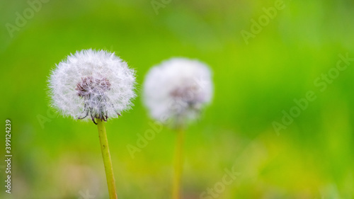 White dandelion flowers on a blurred green background, spring background