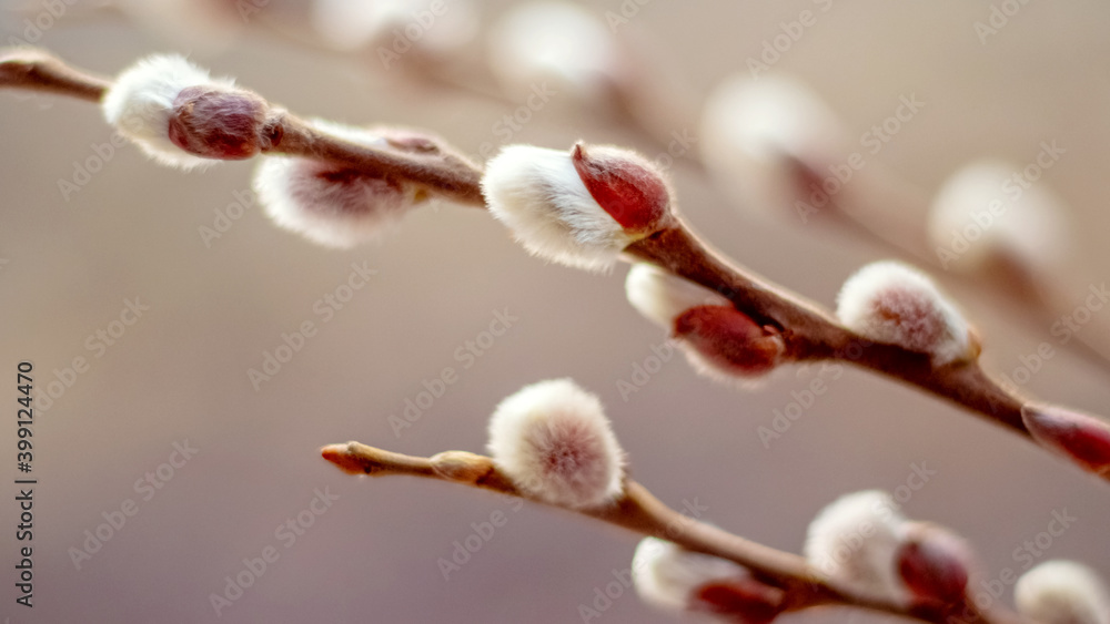 Spring background, willow branch with catkins on a blurred background Spring background, willow branch with catkins on a blurred background