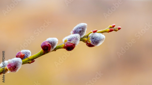 Willow branch with catkins close up on a blurred background