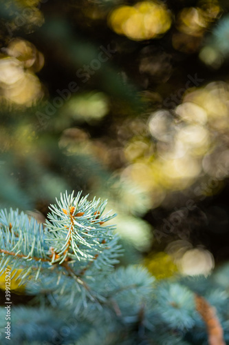 Christmas tree on blurred background. Close up of fir branches with bokeh. Spruce needles out of soft focus. New year concept for a holiday card. Copy space