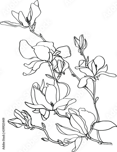 black and white line illustration of magnolia flowers on a white background, hand drawn flowers