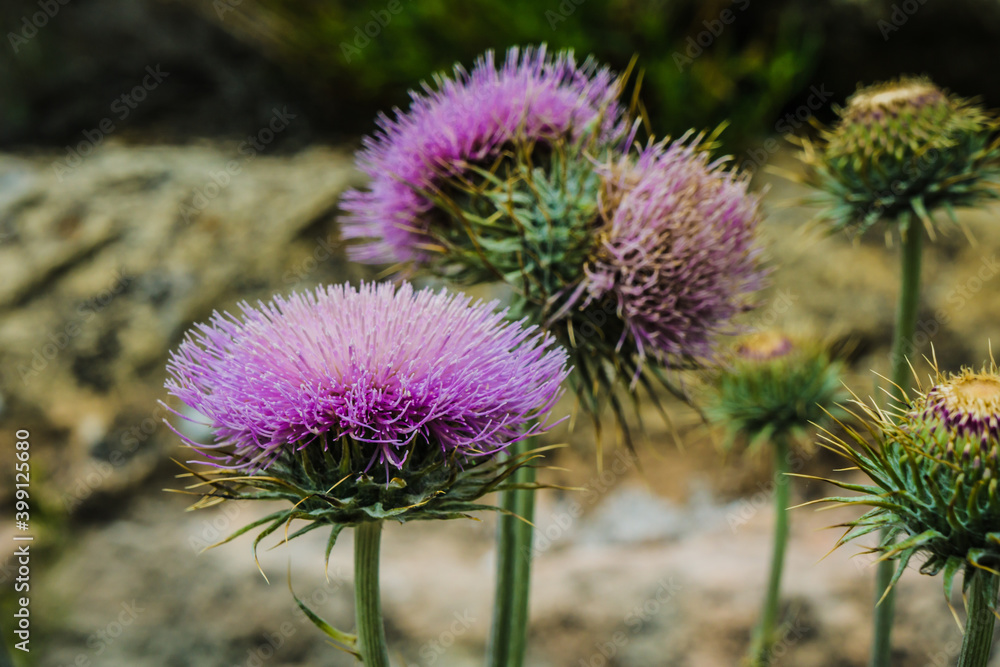 Purple thistle in Walnut Canyon National Monument Purple thistle in Walnut Canyon National Monument