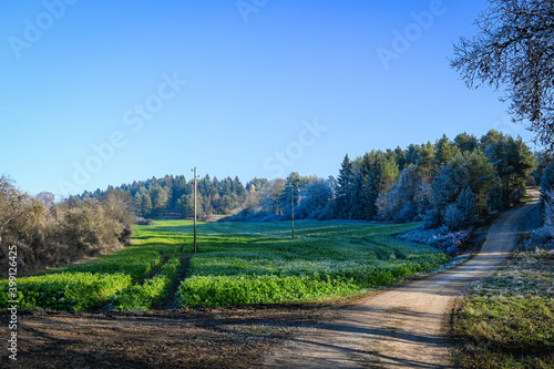 Fresh green field during winter with forest in the background under a clear blue sky. Telephone lines run across the field.