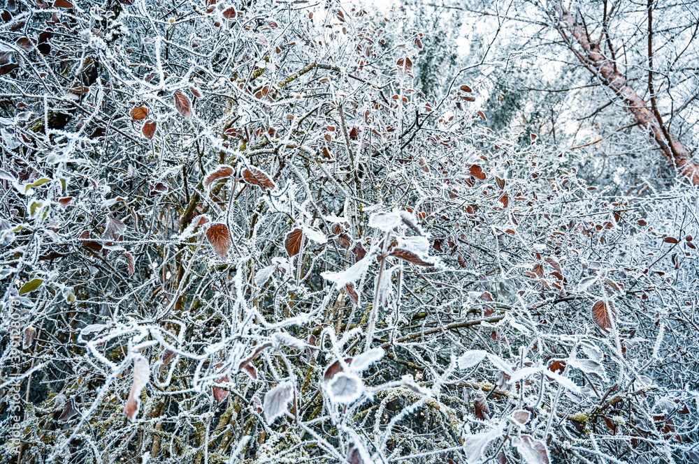 Single rose hips on a branch in winter. Frozen branches are in the background. Single rose hips on a branch in winter. Frozen branches are in the background.