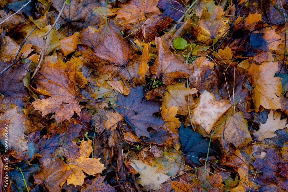 Obraz premium autumn leaves in the forest