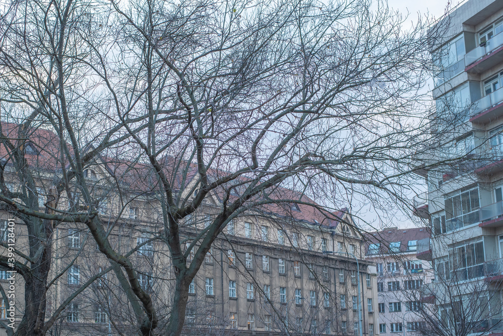 Trees with yellow leaves and buildings on the city of Prague, on an autumn day in Bubenec district. Prague 6, Prague, Czech Republic. Trees with yellow leaves and buildings on the city of Prague, on an autumn day in Bubenec district. Prague 6, Prague, Czech Republic.