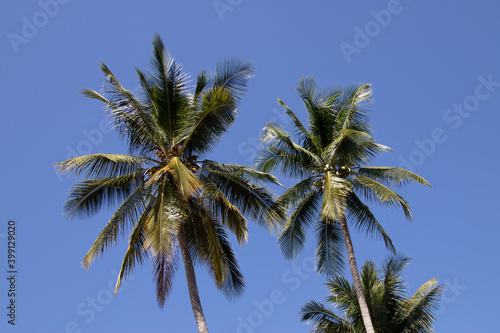 Wallpaper Mural Palmiers à Luang Prabang, Laos Torontodigital.ca