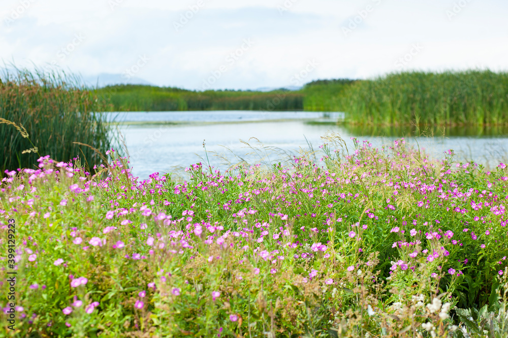 flowers with grass in lake