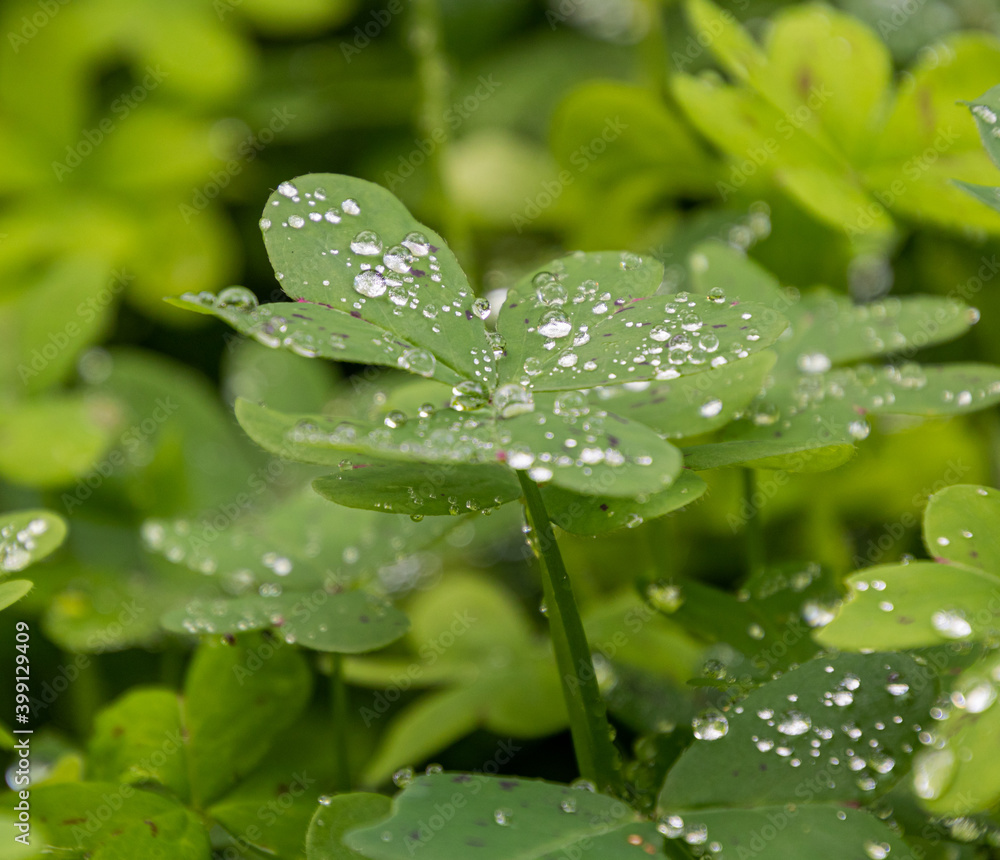 Close-up of Many drops of water after a storm on a plant, in a field of green plants. Close-up of Many drops of water after a storm on a plant, in a field of green plants.