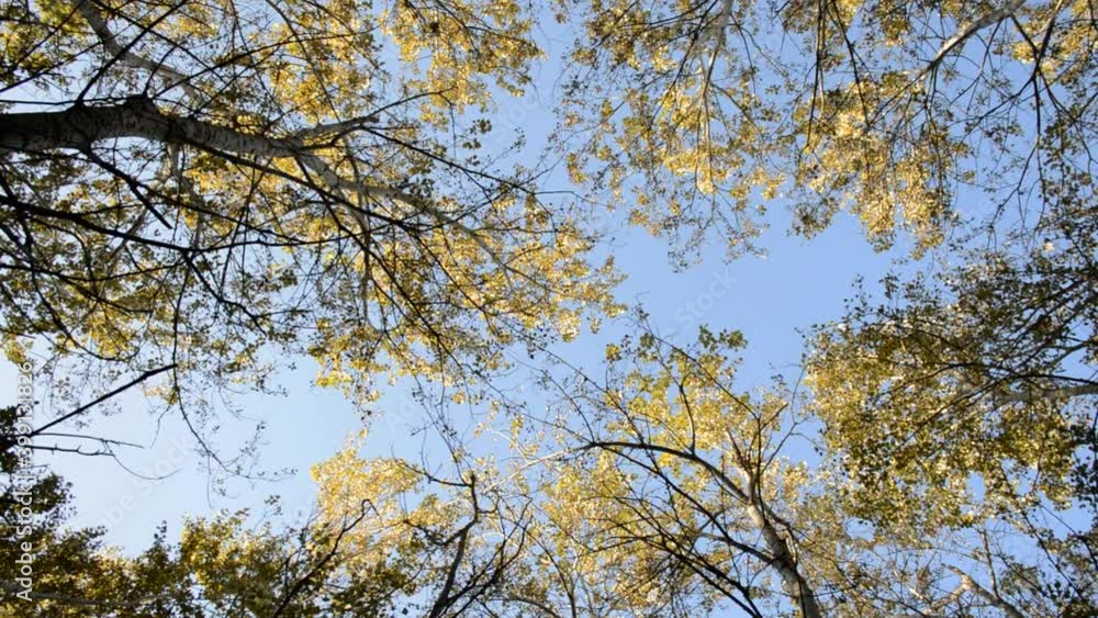 tree tops with yellow autumn foliage sway in the wind against a blue sky tree tops with yellow autumn foliage sway in the wind against a blue sky