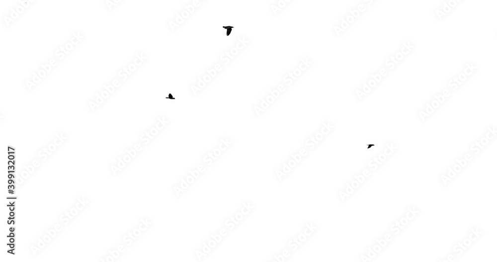 A set of 7 footages. Flock of crows isolated on white background. Silhouettes of birds in motion far in the sky. Nature pattern for design. Visual element for compositing.