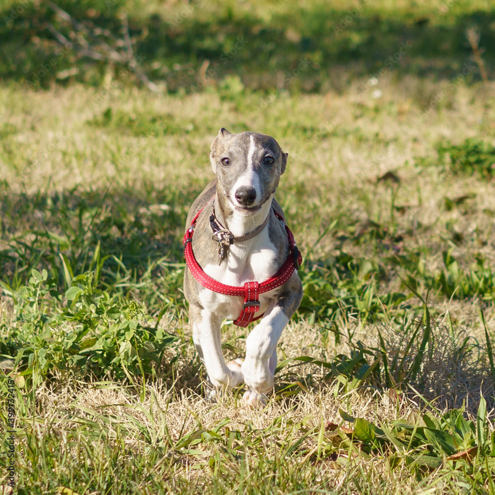 Puppy whippet running (1) Puppy whippet running (1)
