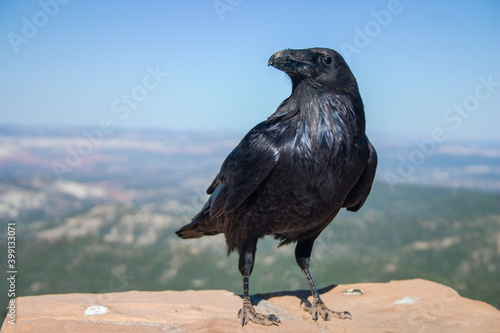 Raven overlooking Bryce Canyon National Park
