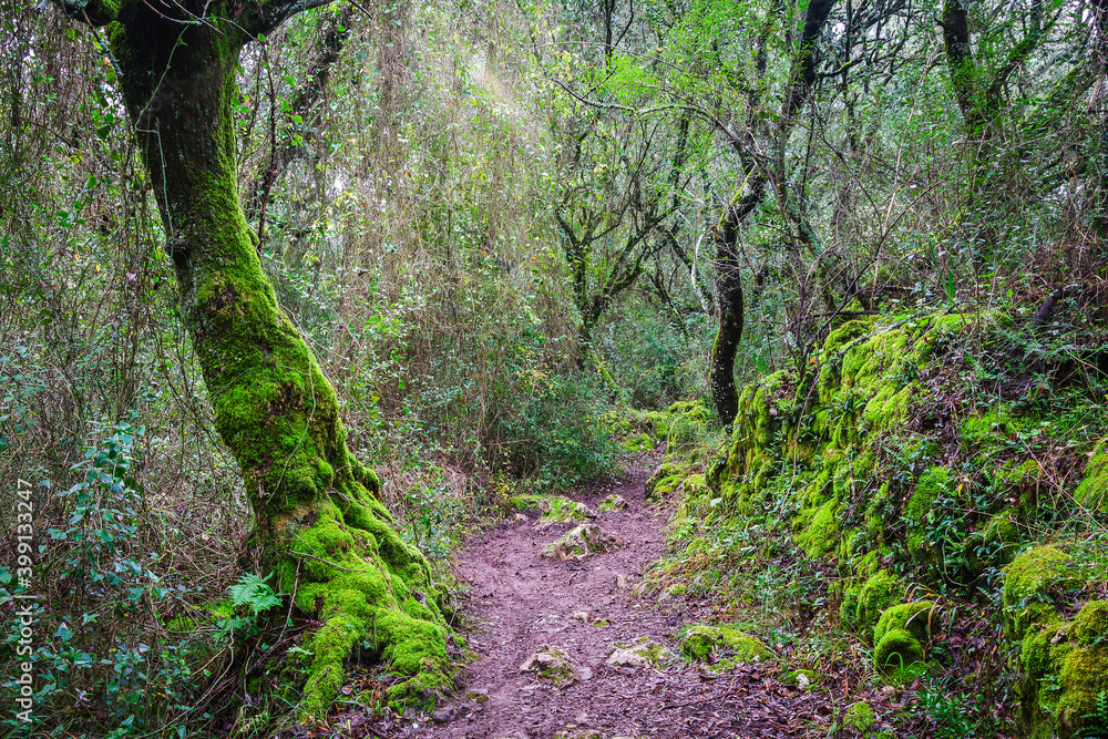 Fototapeta premium Forest trail woth beautiful trees covered with green moss. Forest trails at the village of Beselgas, Serra de Aire, Portugal