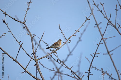 Bird stay on the branch. Birds watching in the garden. European nature during autumn. 