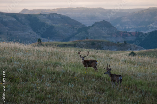 Mule deer bucks at dawn in the North Unit of the Theodore Roosevelt National Park photo