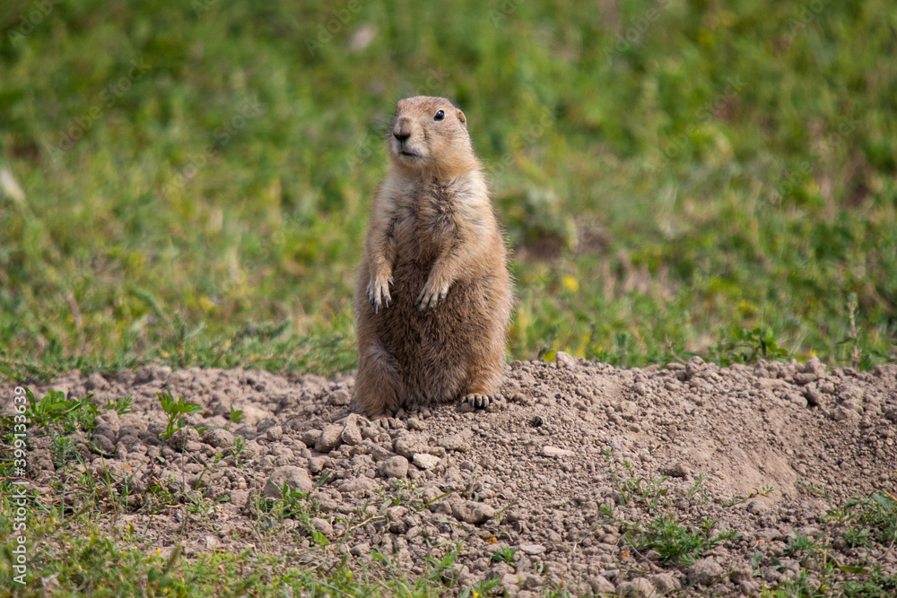 Prairie dog at his burrow