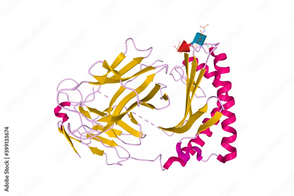 Structure of human CD1e, 3D cartoon model isolated, white background Structure of human CD1e, 3D cartoon model isolated, white background