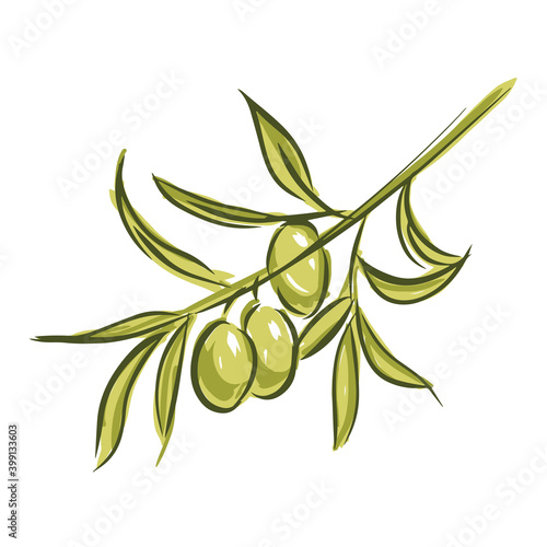 Tricolor vector sketch of olive tree branch isolated on white background