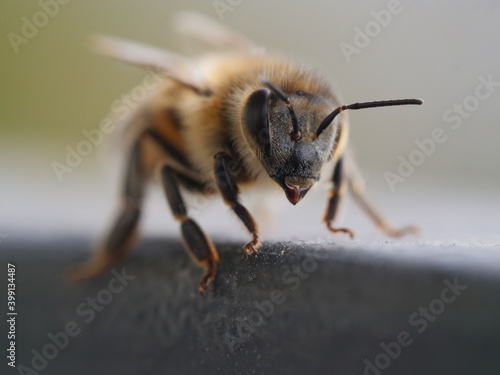 close up photo of a honey bee