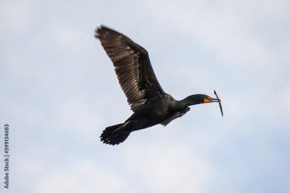 Cormorant carrying nesting material in his beak Cormorant carrying nesting material in his beak
