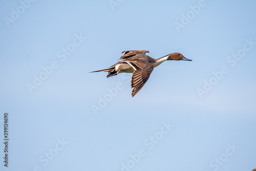 Northern pintail in flight