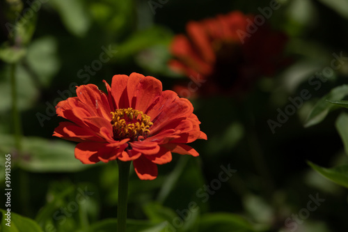 Selective focus on zinnia flowers against blurred background. Eye catches garden background. Positive vibes and emotions.