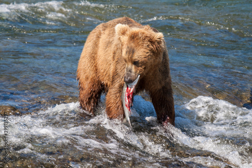 Wallpaper Mural Brown Bear with a captured salmon Torontodigital.ca