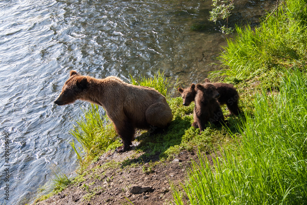 Brown Bear with cubs near the Brook River