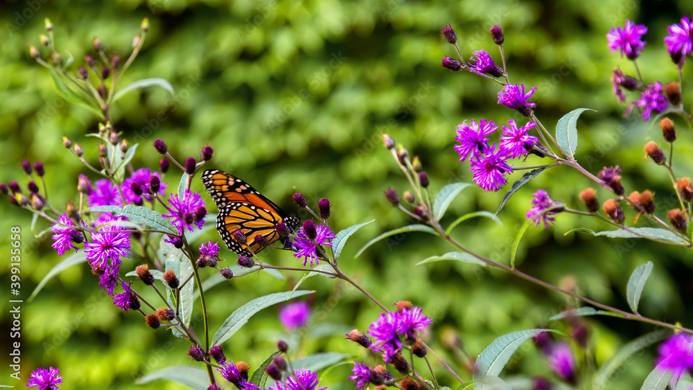 butterfly on a flower