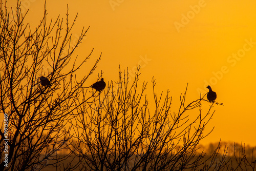 Valokuva Sharptail grouse in a tree at sunrise