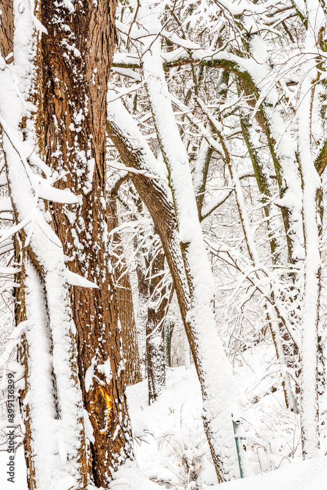 custom made wallpaper toronto digitalTrees with  snow on