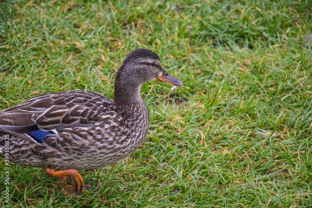A curious mallard finding its way on the grass