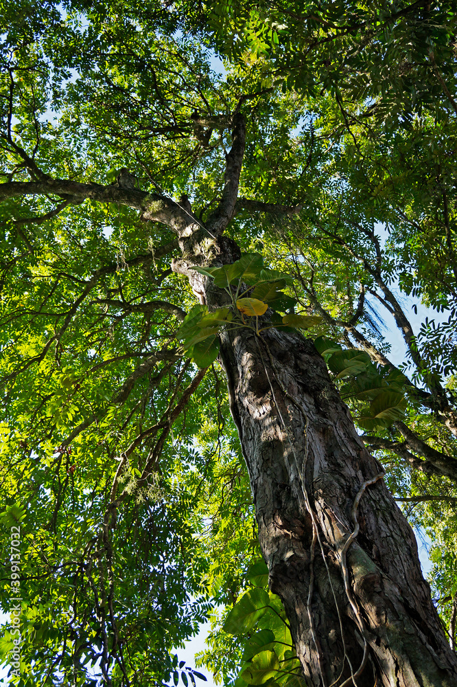Crabwood tree or Andiroba tree (Carapa guianensis) on tropical forest