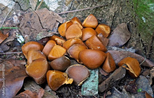 Crabwood tree seeds or Andiroba seeds (Carapa guianensis), Rio, Brazil 
