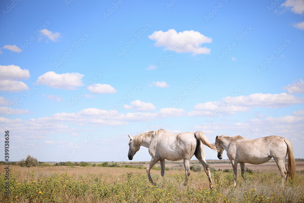 Grey horses outdoors on sunny day. Beautiful pet