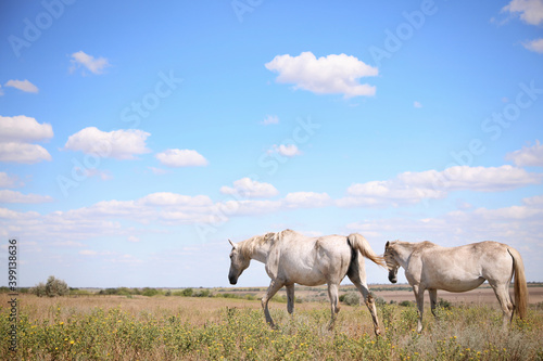 Grey horses outdoors on sunny day. Beautiful pet © New Africa