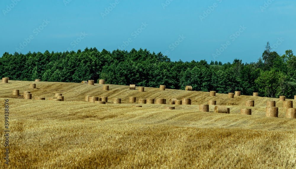 Fototapeta premium Bales of straw after the harvest